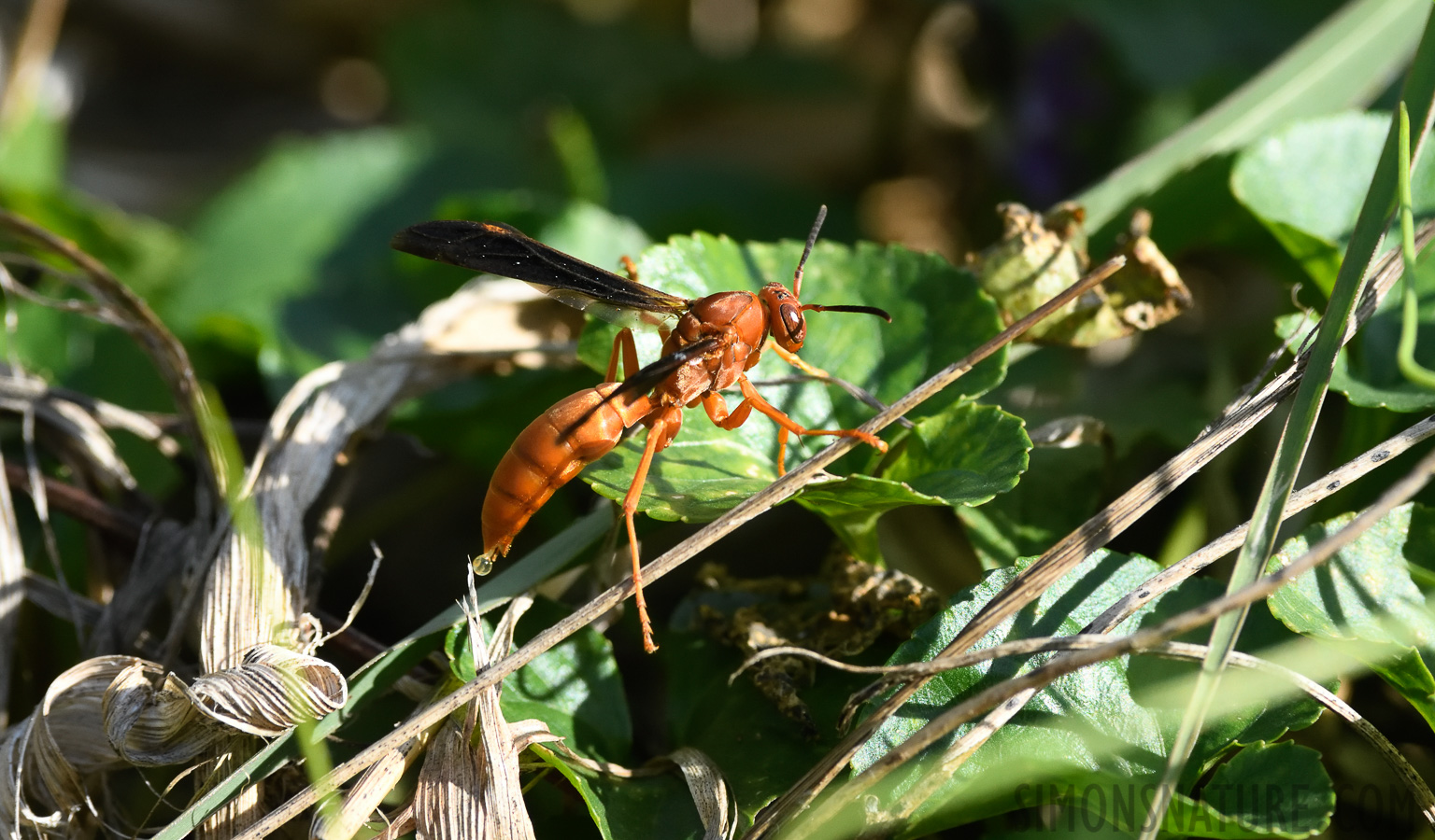 Polistes carolina [400 mm, 1/1000 Sek. bei f / 8.0, ISO 1600]